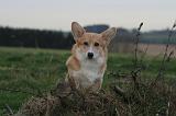 CORGI PEMBROKE 1388